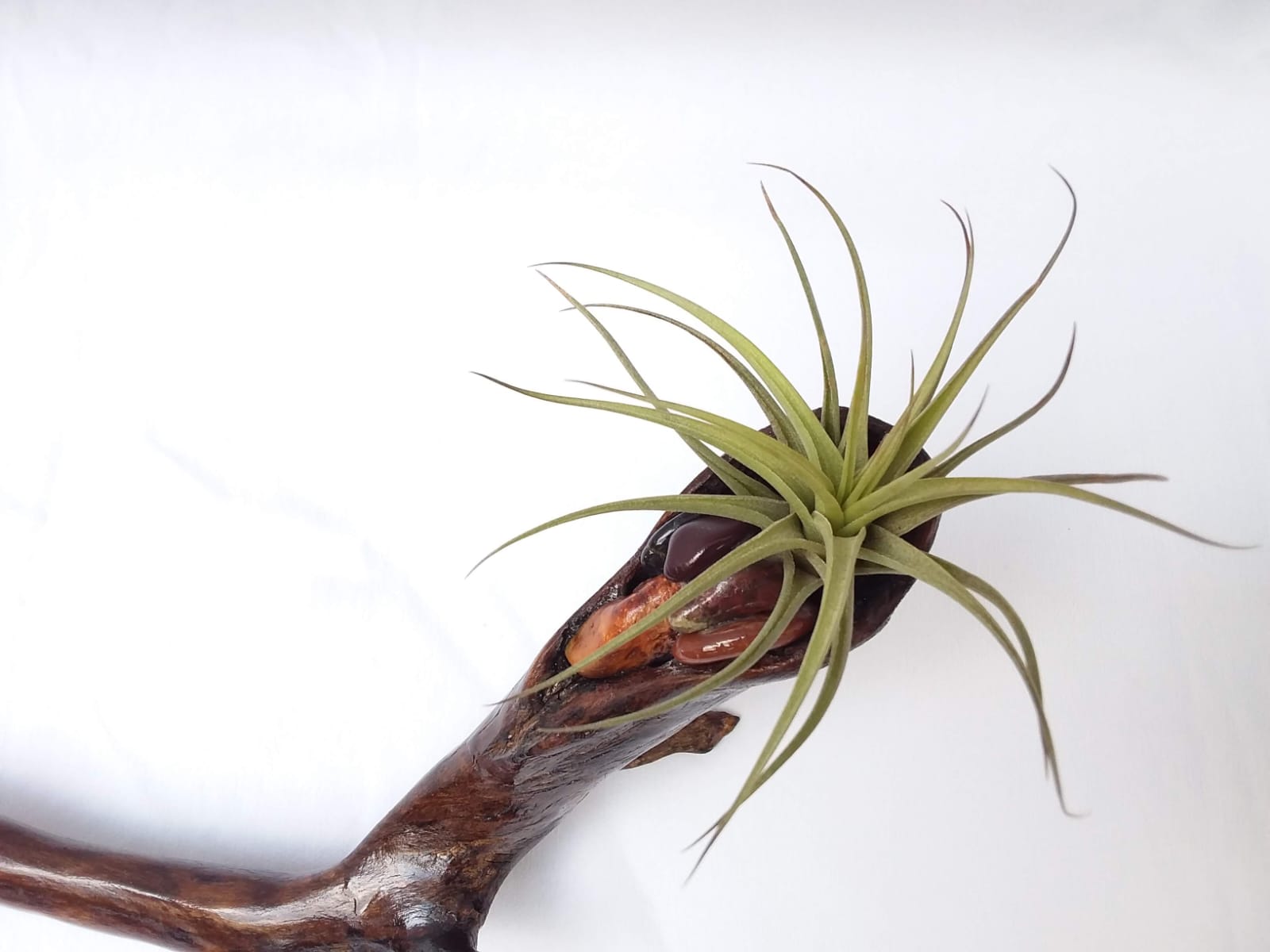 Air Plant Driftwood Branch