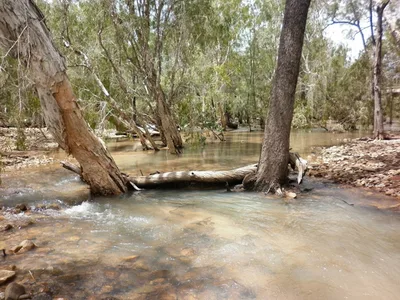 Fallen log seat at Emu Creek