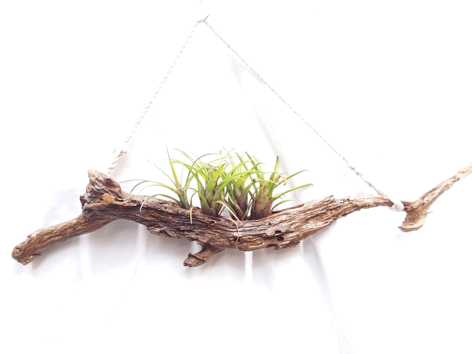 Hanging Driftwood Air Garden