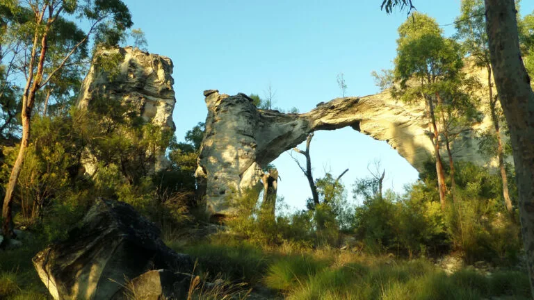 Bush trail in the Atherton Tablelands